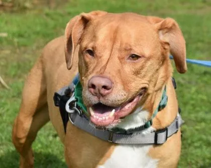 An adult medium-sized male Pit Bull Terrier dog named Jingle for adoption in West Seneca, NY