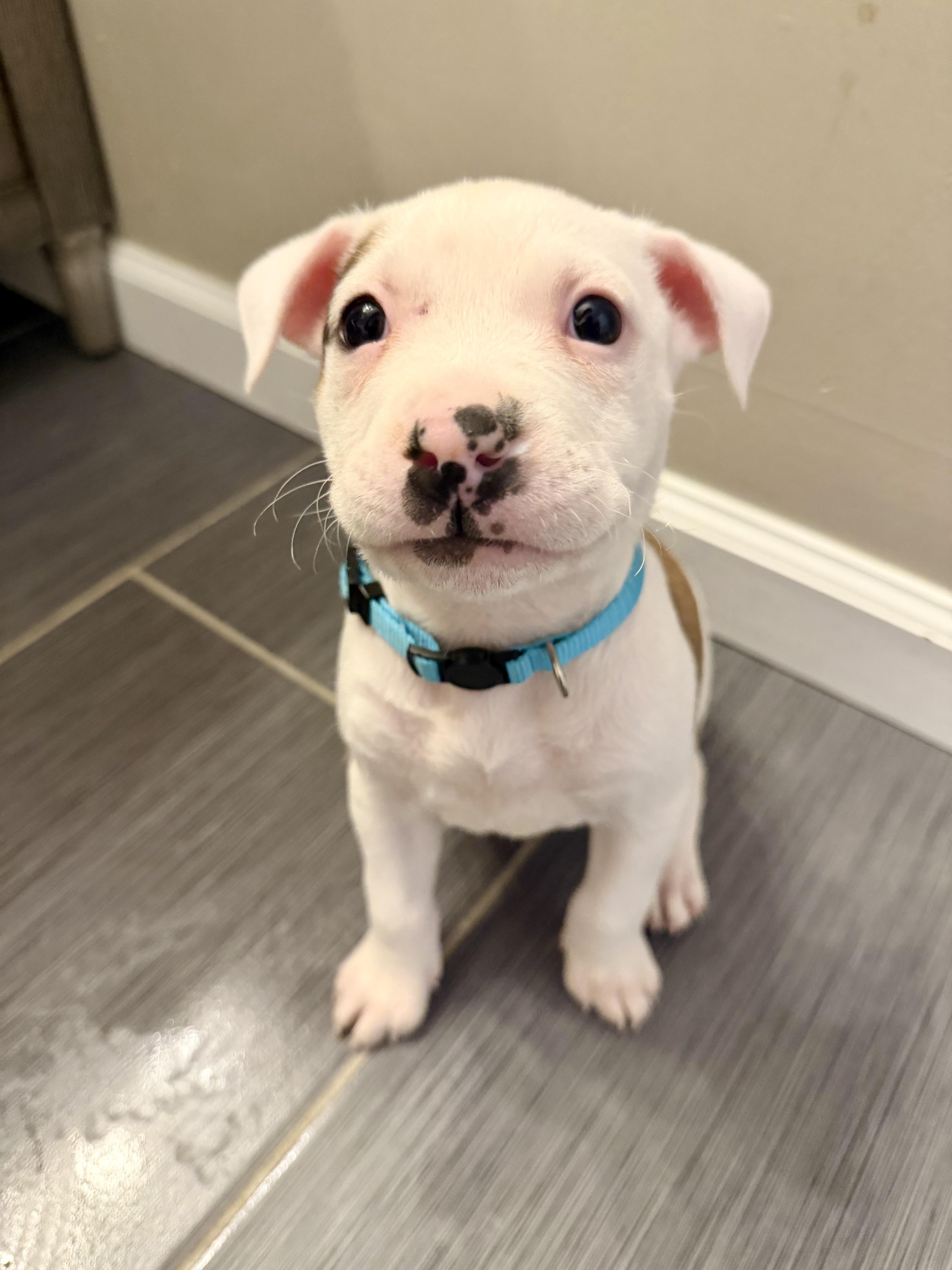 A baby medium-sized female Apricot / Beige American Bulldog dog named Dibby for adoption in Brentwood, TN
