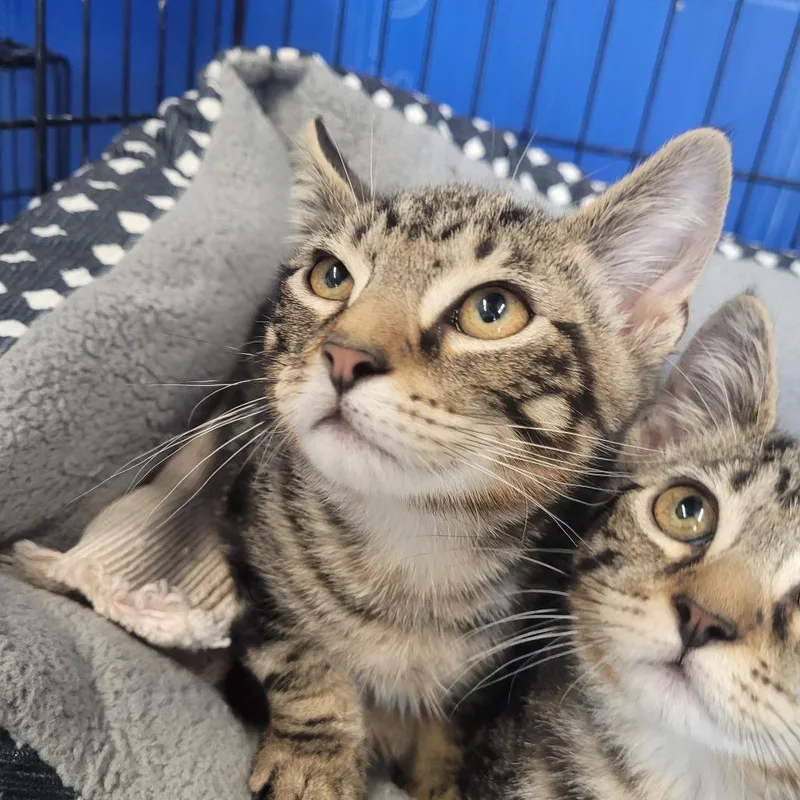 A baby small-sized male Buff / Tan / Fawn Domestic Short Hair cat named Matt for adoption in Clarksdale, MS
