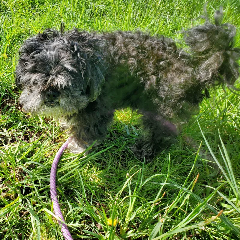A senior small-sized male Black Shih Tzu dog named Fluffy for adoption in Jersey city, NJ