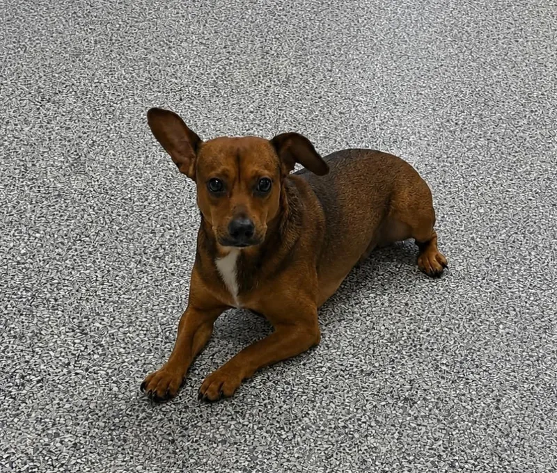 A young small-sized male Terrier dog named Stitch for adoption in Athens, TN