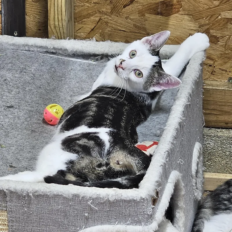 A baby medium-sized male Tabby (Brown / Chocolate) Domestic Short Hair cat named Puffy for adoption in Richmond, VA