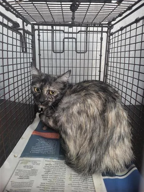 An adult small-sized female Domestic Short Hair cat named A for adoption in San Antonio, TX