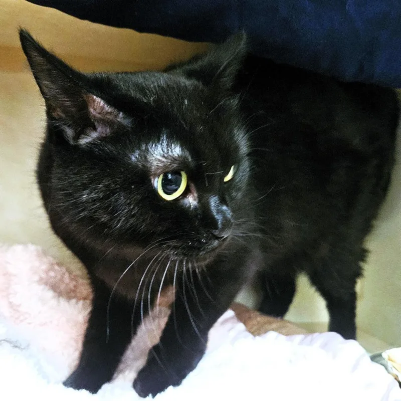 A senior medium-sized female Black Domestic Short Hair cat named Pez for adoption in Michigan City, IN