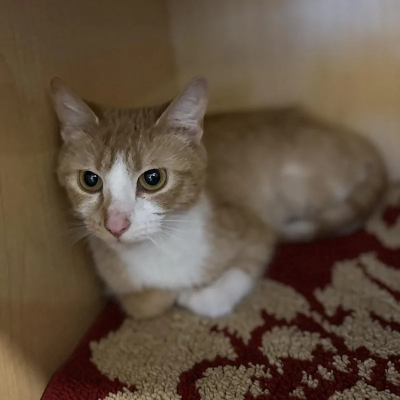 A young medium-sized female Orange / Red Domestic Short Hair cat named Vriska for adoption in Washington Township, OH