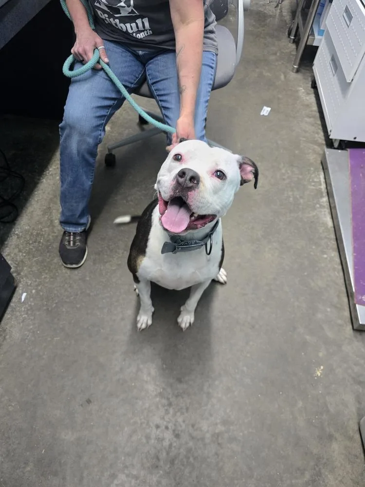 An adult large-sized female Pit Bull Terrier dog named Daisy Sue for adoption in Evansville, IN