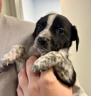 A baby medium-sized male Black Australian Shepherd dog named Goose for adoption in Winter Haven, FL