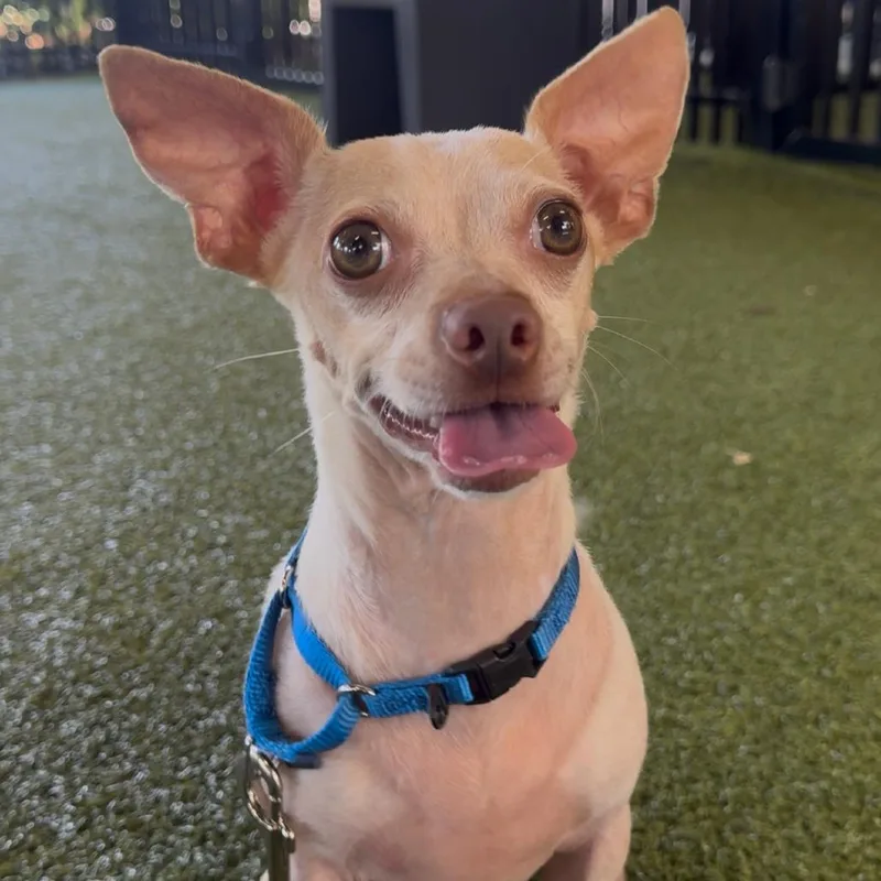 An adult small-sized male Chihuahua dog named Harley for adoption in West Palm Beach, FL