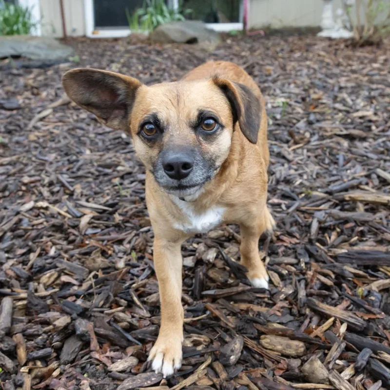 An adult small-sized male Yellow / Tan / Blond / Fawn Chihuahua dog named Tooter for adoption in McKean, PA
