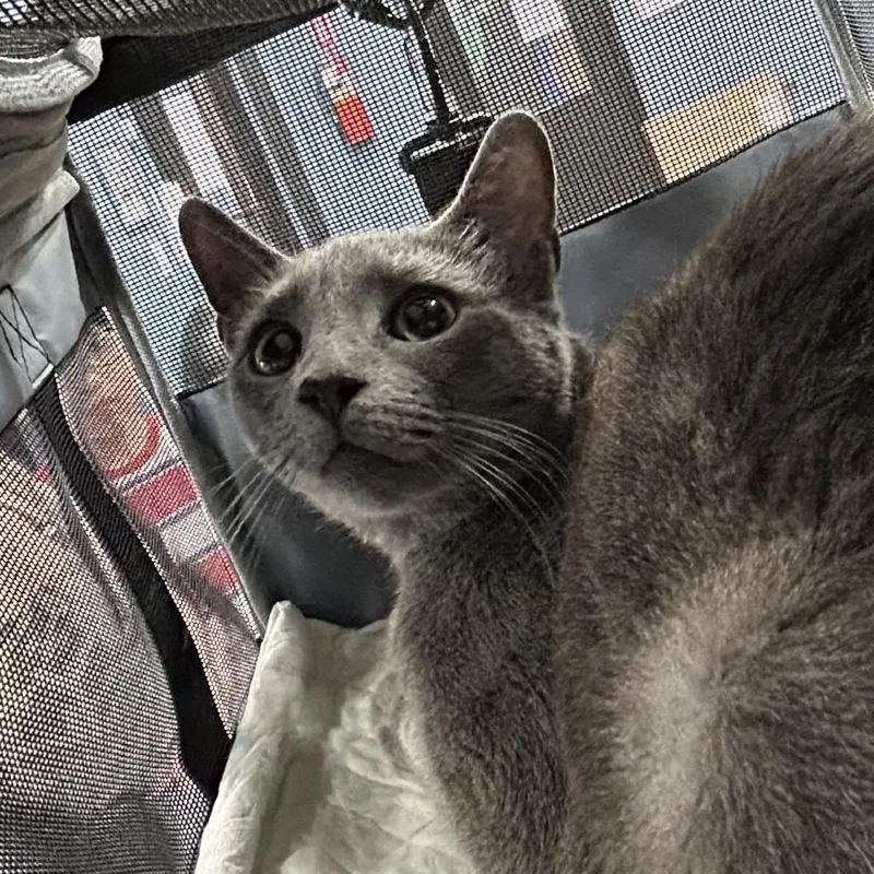 A baby small-sized female Gray / Blue / Silver Domestic Short Hair cat named Fantine for adoption in Newark, NJ