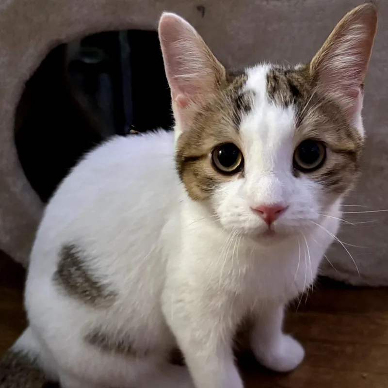 A baby medium-sized male White Domestic Short Hair cat named Toast for adoption in Hamburg, NY