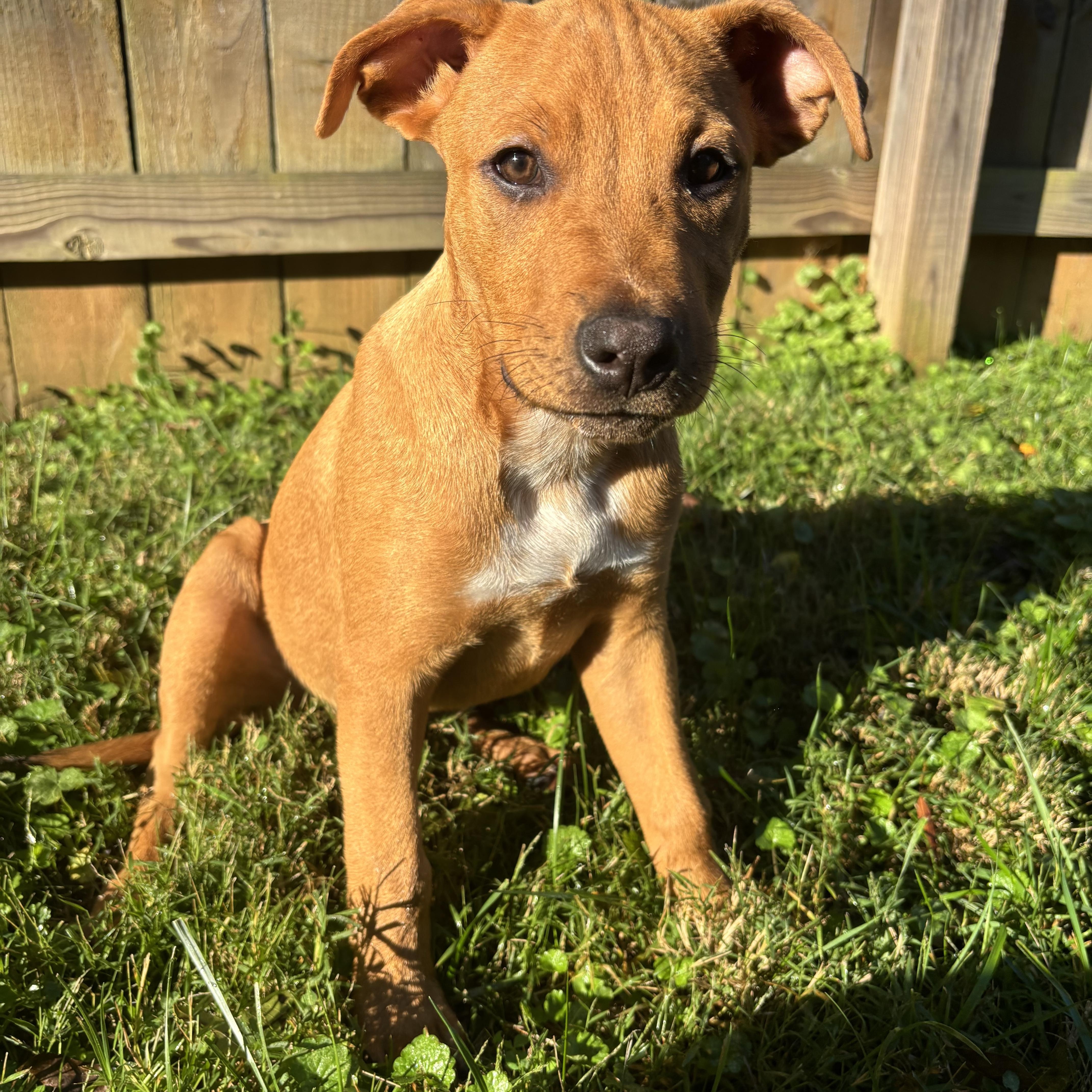 A baby medium-sized male Shepherd dog named Michael for adoption in Charlotte, NC