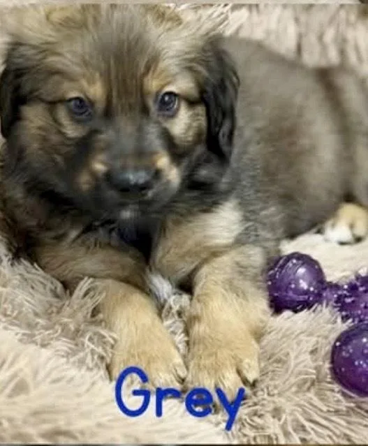 A baby small-sized male Brindle Australian Shepherd dog named Grey for adoption in Tulsa, OK