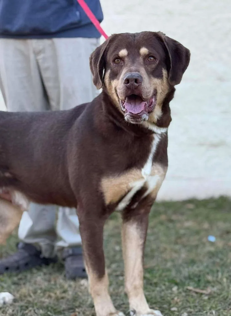 Highway Man thumbnail 3