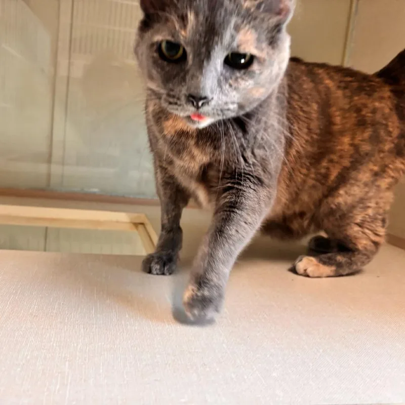 An adult small-sized female Calico Domestic Short Hair cat named Rosie for adoption in Midland, TX