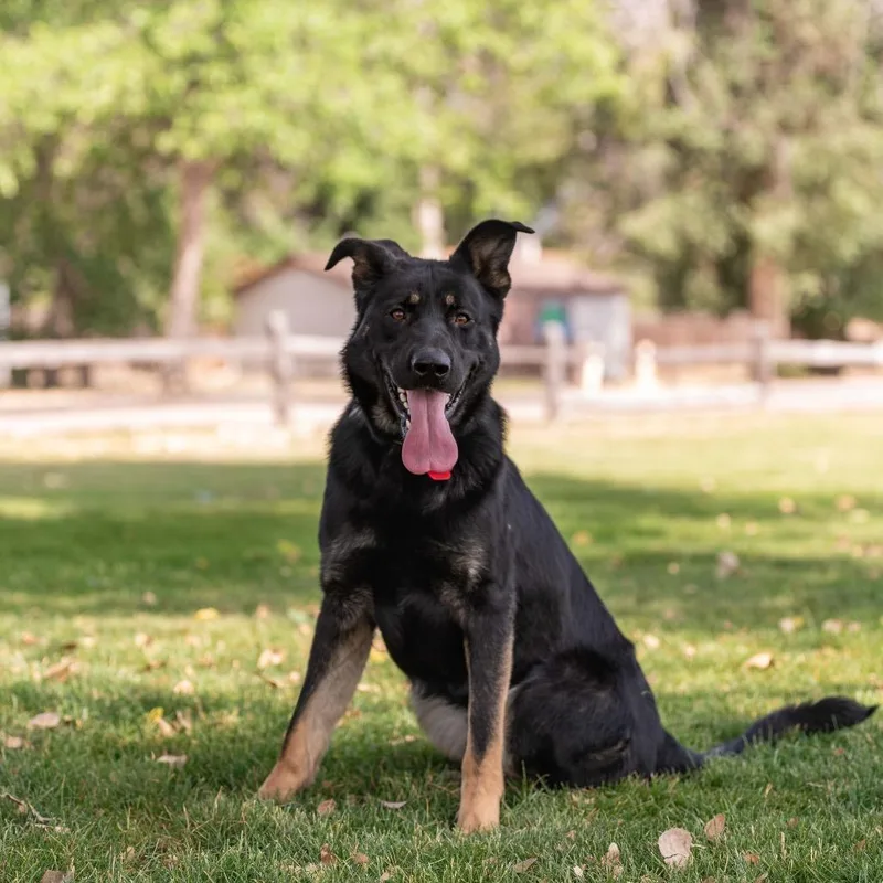 Gunnison Toby
