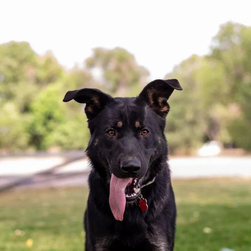 Gunnison Toby thumbnail 2