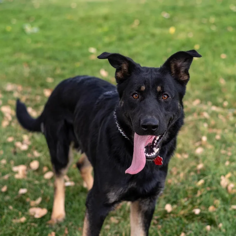 Gunnison Toby thumbnail 3