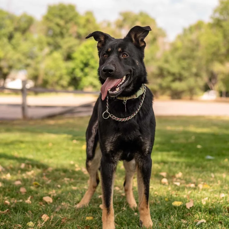 Gunnison Toby thumbnail 4