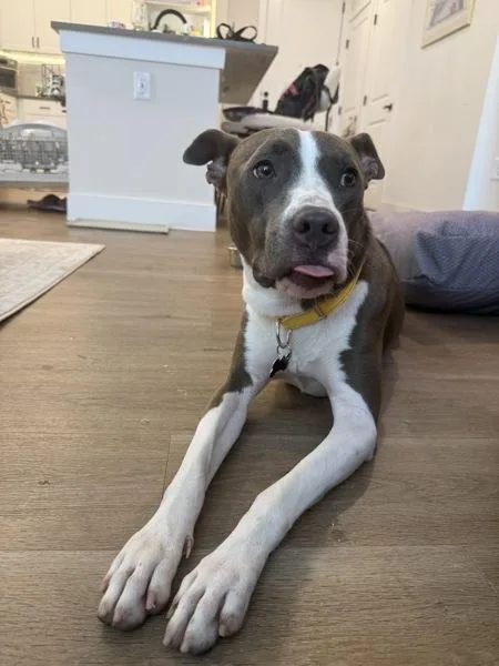 A young large-sized female Mixed Breed dog named Princess for adoption in Austin, TX