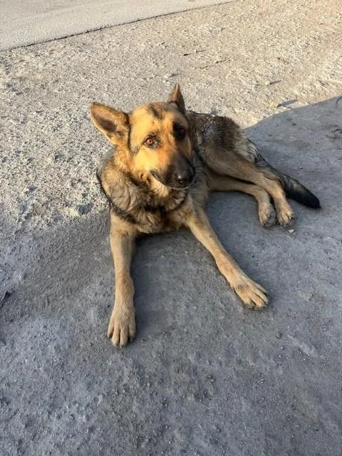 An adult large-sized female German Shepherd Dog dog named Mia for adoption in Miami, FL