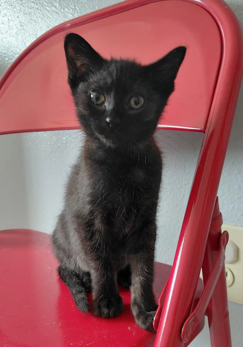 A baby medium-sized female Domestic Short Hair cat named Vienna for adoption in Montello, WI