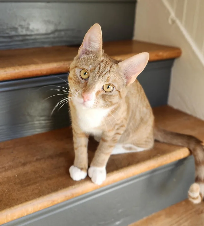 A young small-sized female Domestic Short Hair cat named Xena for adoption in Anacortes, WA