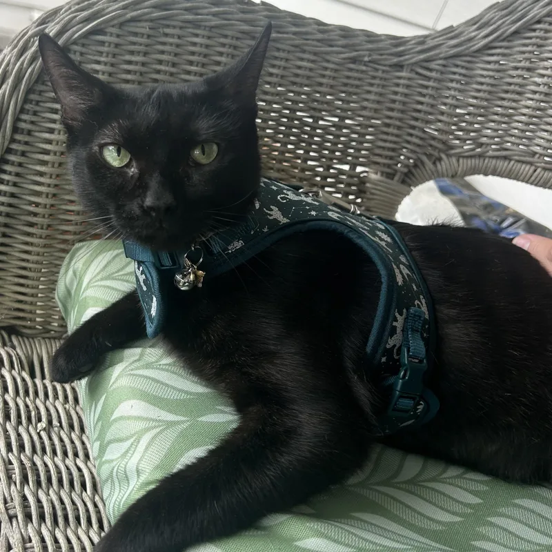 An adult medium-sized female Black Domestic Short Hair cat named Phantom for adoption in Bellmawr, NJ