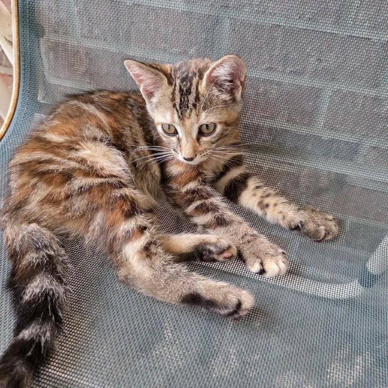 A baby small-sized female Brown / Chocolate Domestic Short Hair cat named Lucky for adoption in Missouri City, TX