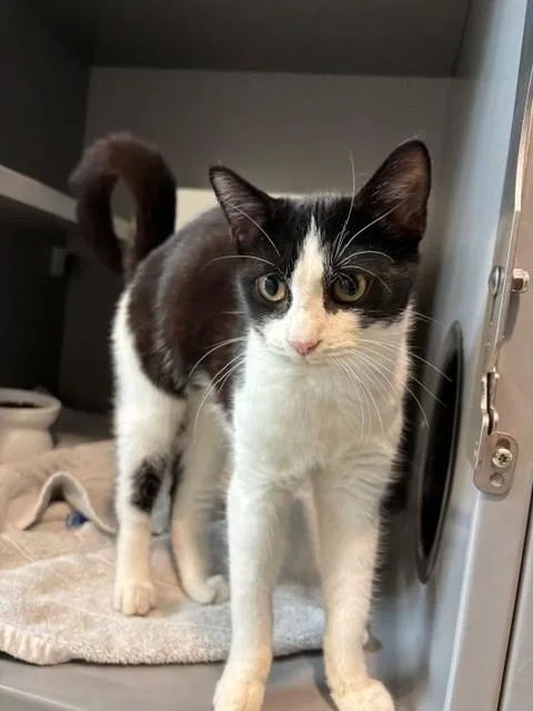 A baby medium-sized male Domestic Short Hair cat named Domino for adoption in Leesburg, VA