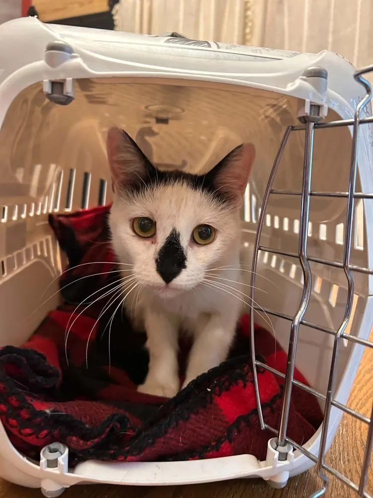 An adult medium-sized female Black & White / Tuxedo Domestic Short Hair cat named Diamond Ne. for adoption in Peoria, IL