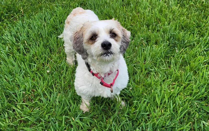 An adult small-sized male Yellow / Tan / Blond / Fawn Shih Tzu dog named Raf for adoption in Grayslake, IL