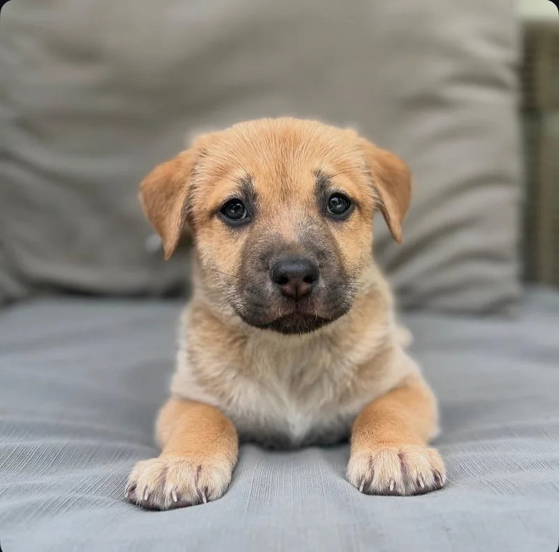 A baby medium-sized male Apricot / Beige Labrador Retriever dog named Izaak for adoption in Los Angeles, CA