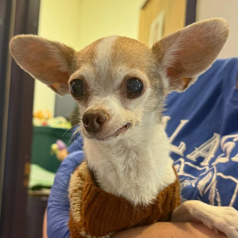 A senior small-sized female Brown / Chocolate Chihuahua dog named Ginger for adoption in Charlottesville, VA