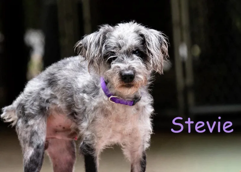 Stevie thumbnail 2