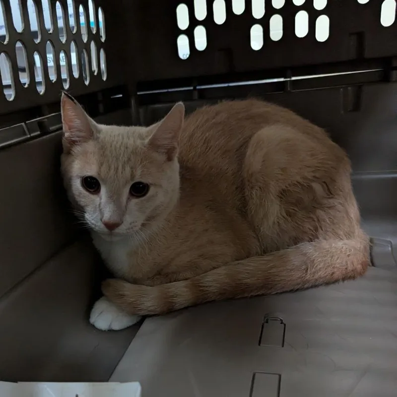 A baby medium-sized male Buff / Tan / Fawn Domestic Short Hair cat named Yippee for adoption in Lynchburg, VA