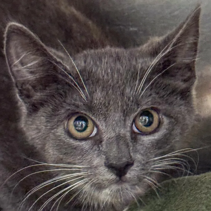A baby small-sized female Gray / Blue / Silver Domestic Short Hair cat named Noble for adoption in Kennebunk, ME