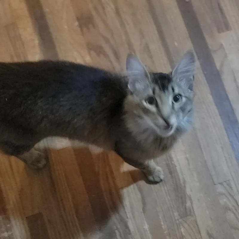 Cat  Home to thumbnail 2