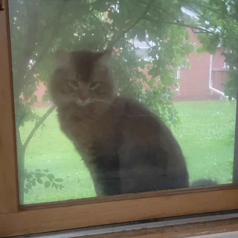 Cat  Home to thumbnail 3