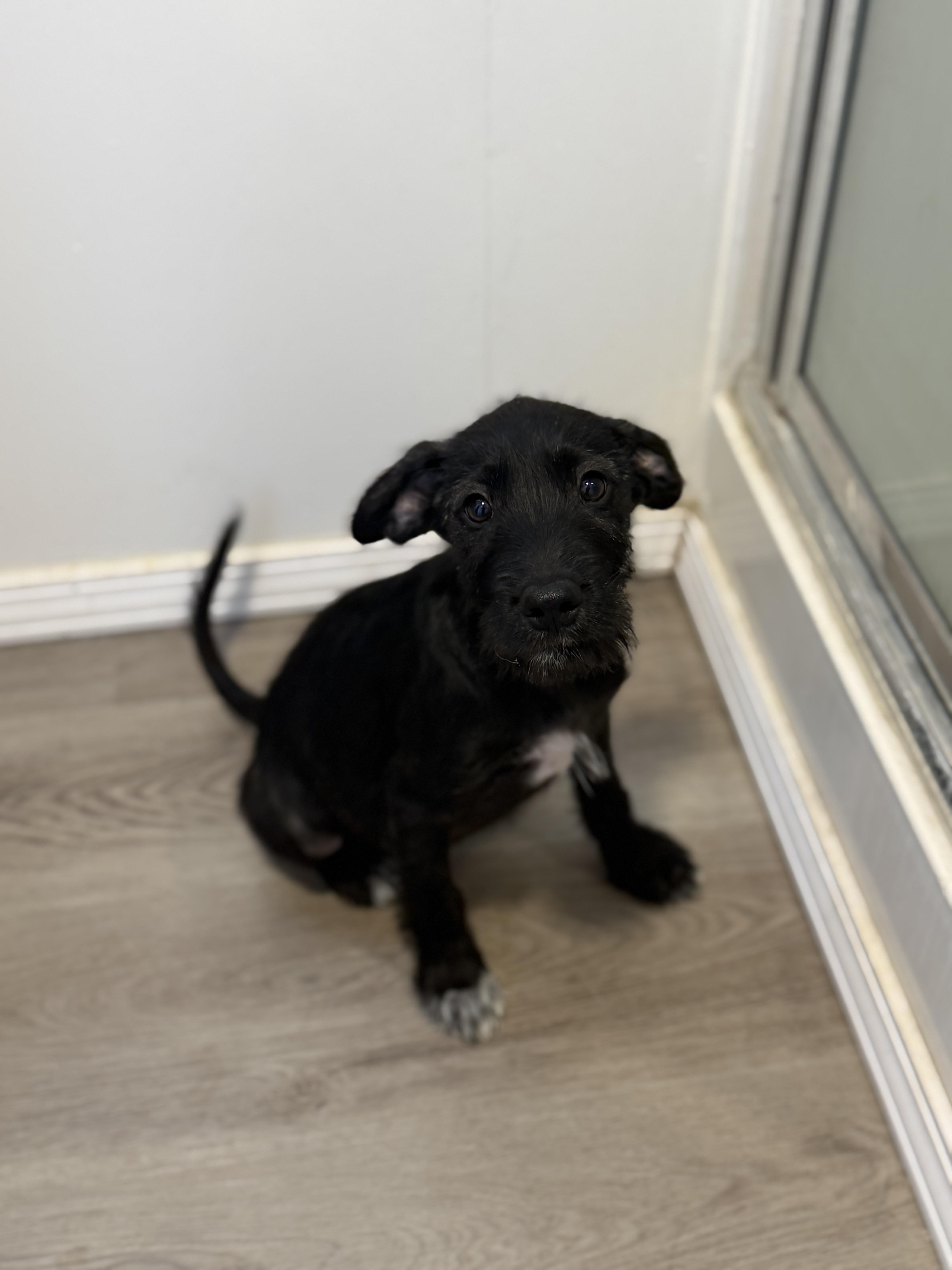 A baby small-sized male Schnoodle dog named Reef for adoption in San Diego, CA