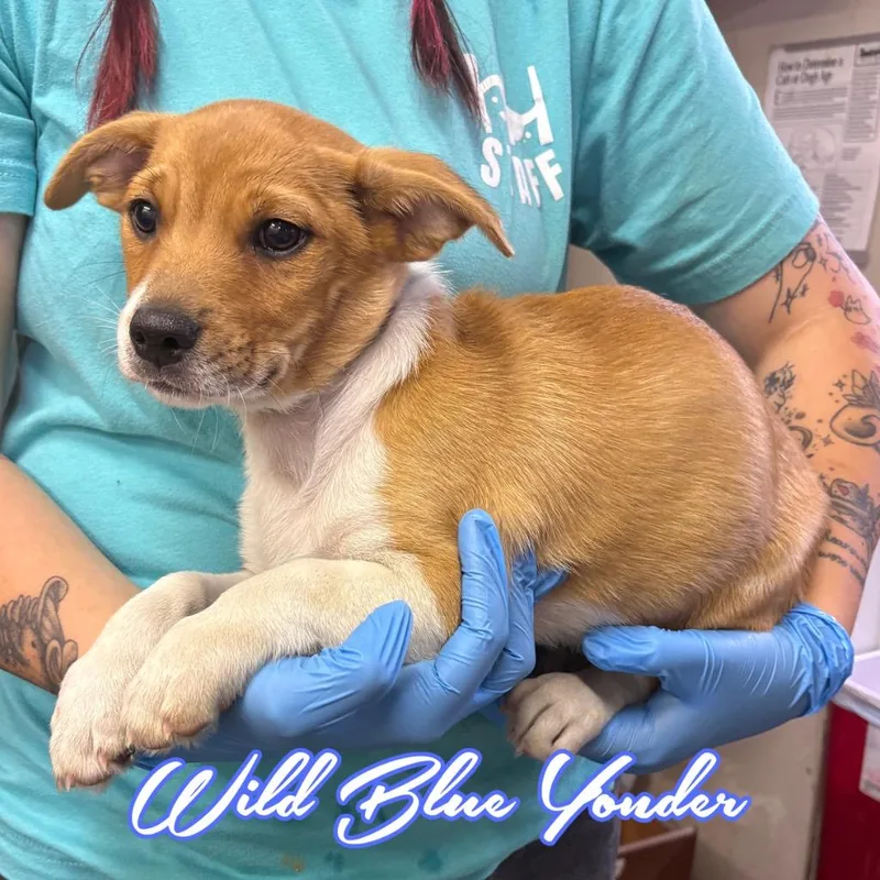 A baby medium-sized male Shepherd dog named Wild Blue Yonder for adoption in Hillsboro, OH