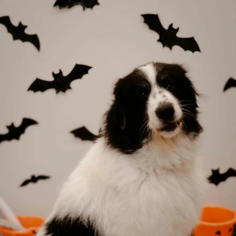 An adult extra large-sized female Black Great Pyrenees dog named Lightening for adoption in Quincy, IL