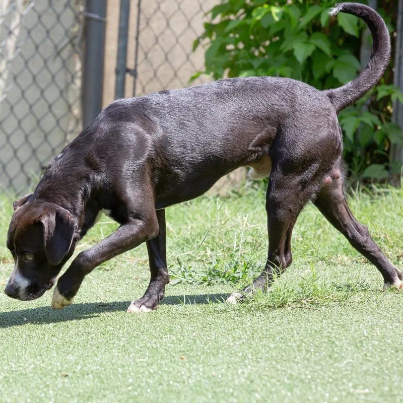 A young medium-sized male Mixed Breed dog named Oogie Boogie for adoption in Cartersville, GA