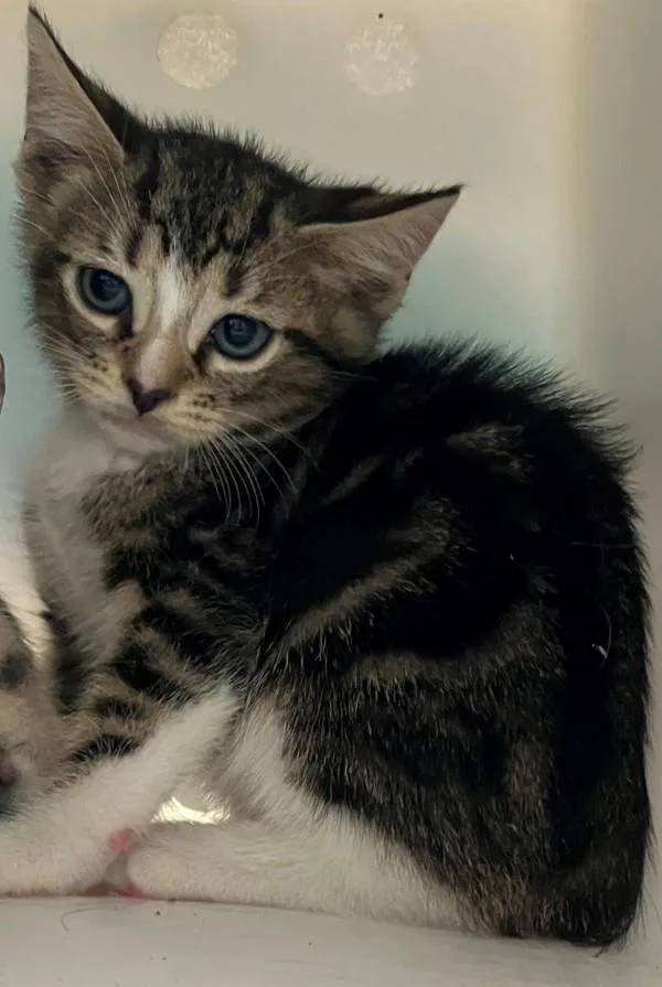A baby small-sized male Domestic Short Hair cat named Serrano for adoption in Staten Island, NY