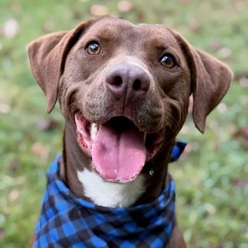 A young medium-sized male Brown / Chocolate Chocolate Labrador Retriever dog named Half Pint for adoption in Indian Mound, TN