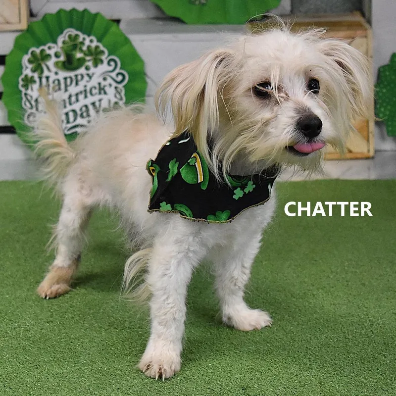 An adult small-sized male Mixed Breed dog named Toto for adoption in Yuma, AZ