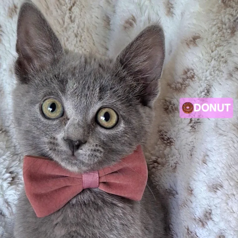 :::donut::: thumbnail 2