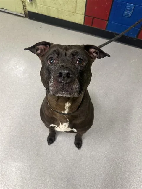 An adult large-sized male Pit Bull Terrier dog named Dude for adoption in Indianapolis, IN