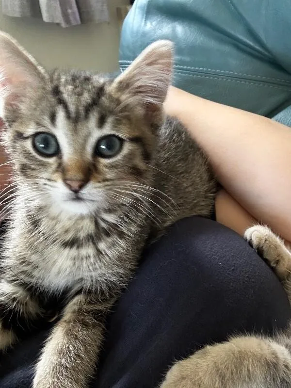 A young medium-sized male Tabby (Brown / Chocolate) Domestic Short Hair cat named Stiggles for adoption in Adrian, MI