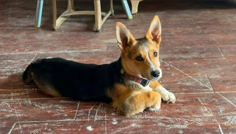 A young medium-sized female Corgi dog named Birdie for adoption in Grafton, WI